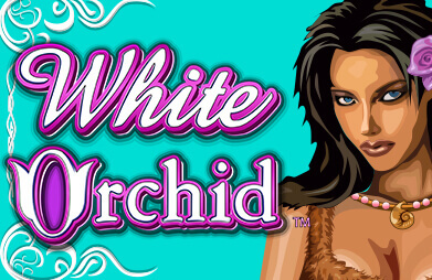 White Orchid